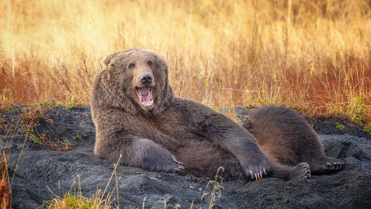 Remember - stay away from me and no one gets hurt! I just want what’s in your bird feeders!

Cut me some slack and leave me a snack!

#cutmesomeslack #leavemeasnack
#feedme #burlingtonbearisback