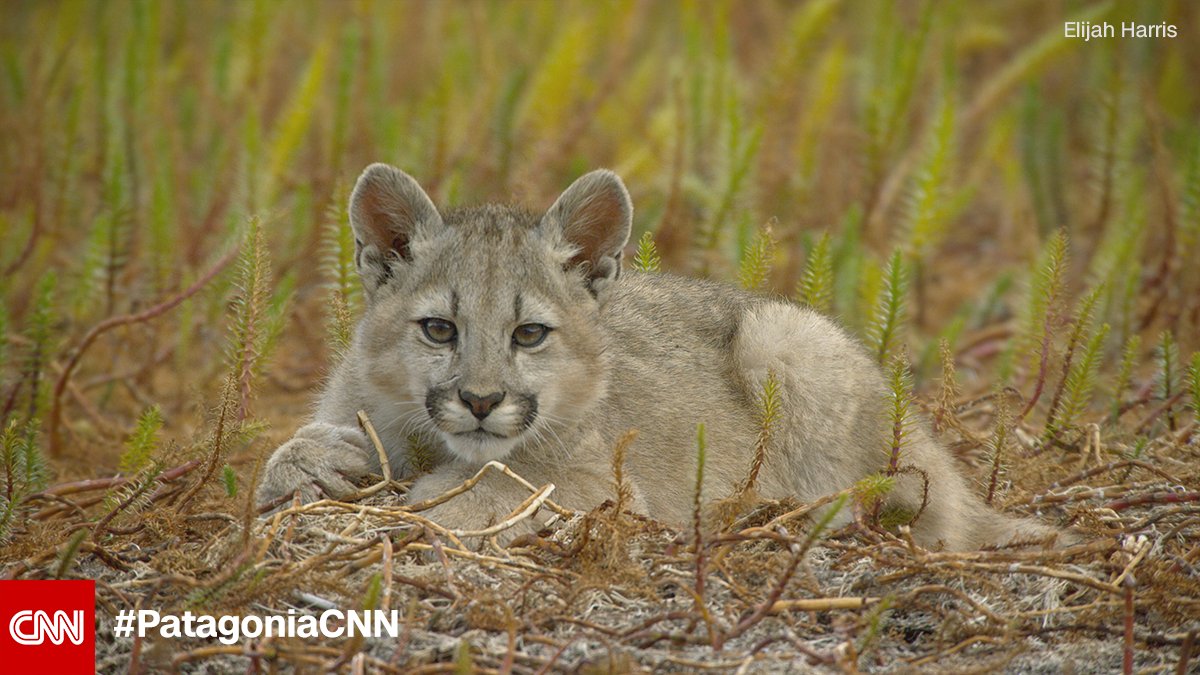 CNN's tweet photo. The wildlife living in the mountains of Patagonia must be resilient to survive its punishing and unpredictable extremes. #PatagoniaCNN explores this remote region like never before. Sundays at 9 p.m. ET/PT. https://t.co/QuewouqeVk