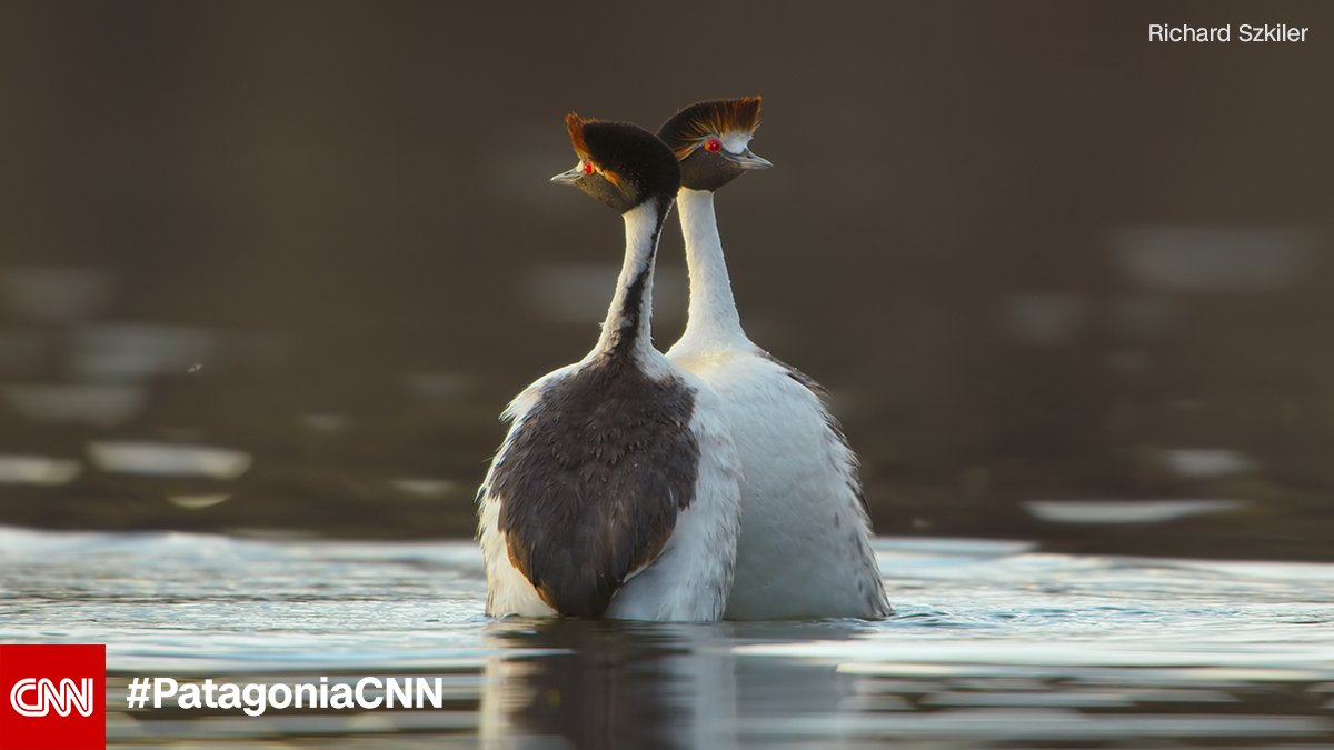 CNN's tweet photo. The wildlife living in the mountains of Patagonia must be resilient to survive its punishing and unpredictable extremes. #PatagoniaCNN explores this remote region like never before. Sundays at 9 p.m. ET/PT. https://t.co/QuewouqeVk