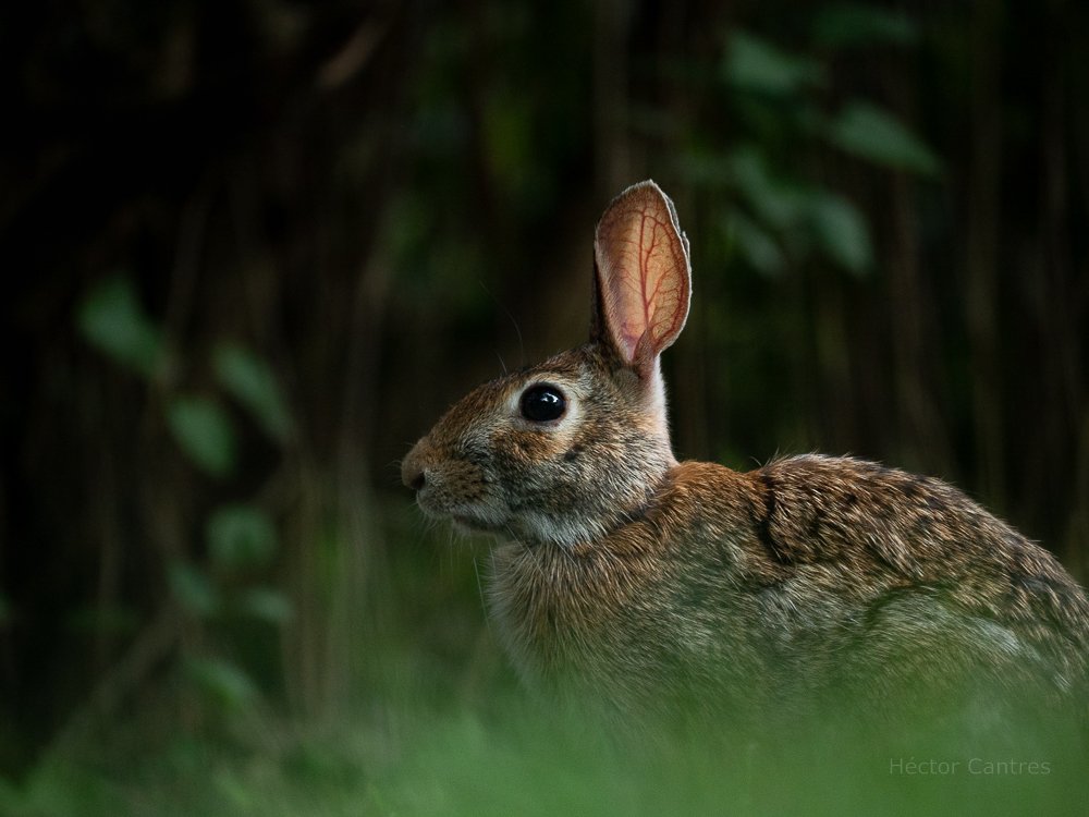 Late evening Eastern #Cottontail motionless in the grass. 

#animal #animallovers
#EasternCottontail #InternationalRabbitDay #bunny #bunnies #CuteAnimals #hares #NaturePhotography #rabbits #TwitterNatureCommunity #wildlife #wildlifephotography