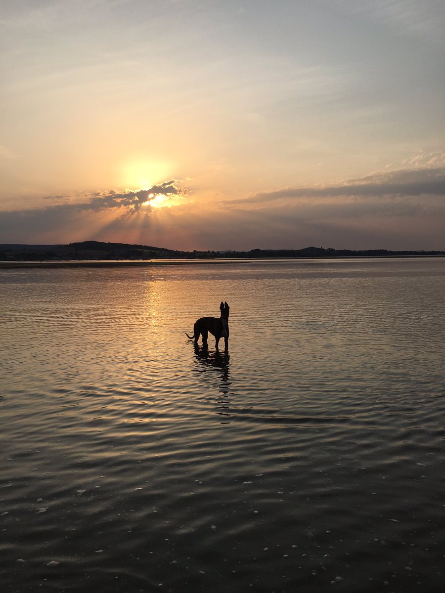 Beautiful view, beautiful evening and a beautiful greyhound ❤️❤️❤️❤️