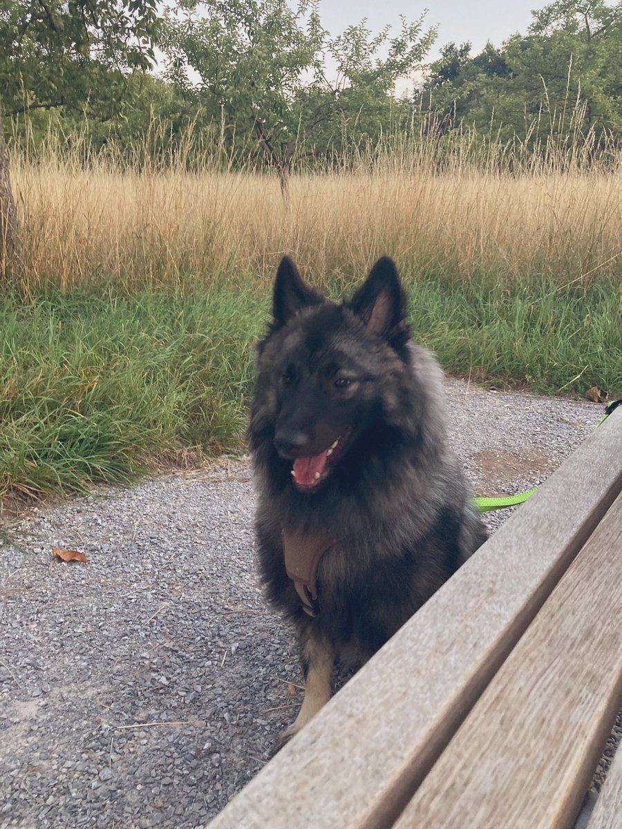 PawSpitzfamily's tweet photo. Is it nap time again? Good night friends 🥰🐾 #dogsoftwitter #tireddogs #walkies #happydogs #dogsarefamily #spitzfamily #dogs https://t.co/TPhVxJ0Duj