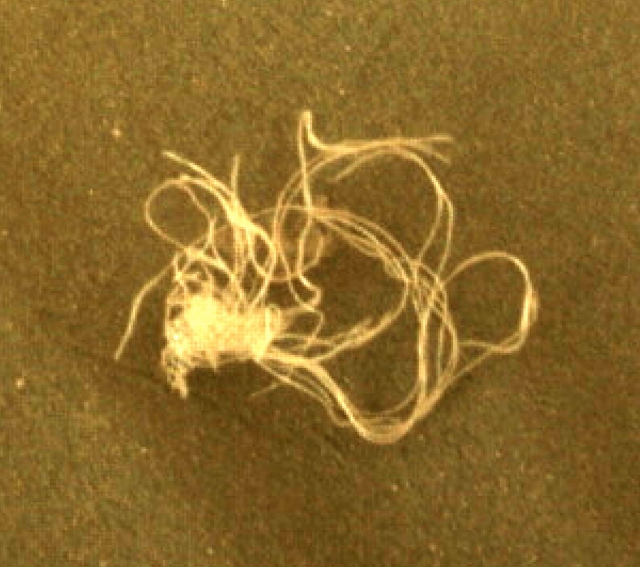 JPMajor's tweet photo. NASA's Perseverance rover spotted this stringy thing with its front left hazcam on July 12 (sol 495). I don't know what it is, but my money is on something that fell off the EDL chute or sky crane on Feb. 18, 2021 and was since blown to this spot. https://t.co/nK9OZ25RqI