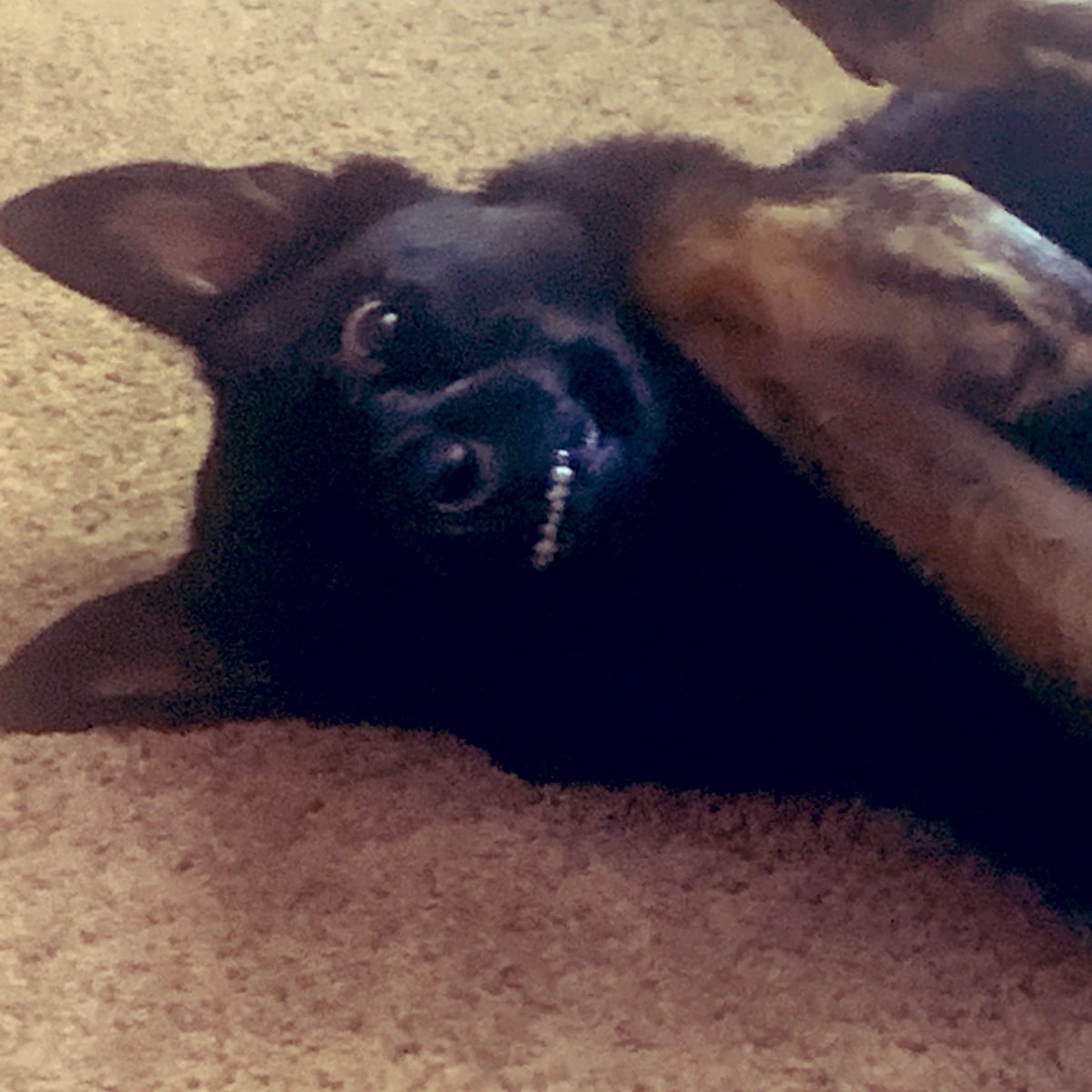 ShayHunefeld's tweet photo. #smile #GermanShepard #Mondayvibes https://t.co/qHkOKBPHAY