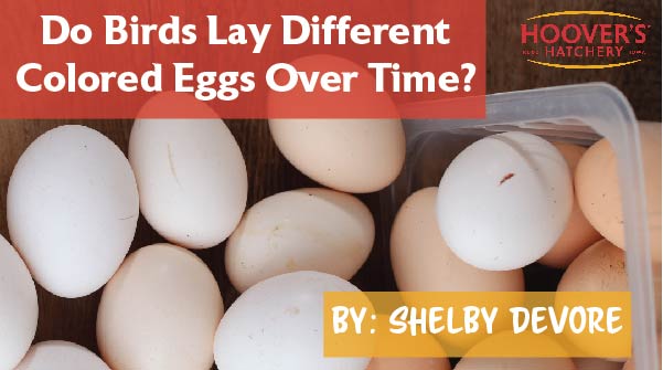 "One of the most interesting aspects of owning your own chickens is the beautiful array of colors that you can get. Do hens always lay the same color egg? Or does egg color change over time?"🥚 bit.ly/3IKPh7I
