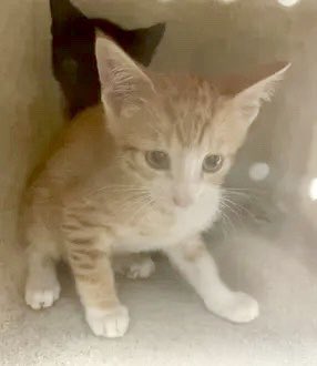 KeithOlbermann's tweet image. MICKEY IS LOST IN THE BRONX: last seen on Westchester Avenue near Eagle and Cauldwell. He's 2 pounds and chipped: 985113005660760. If you've seen or found him please call 888-466-3242 and PLEASE RT MICKEY!