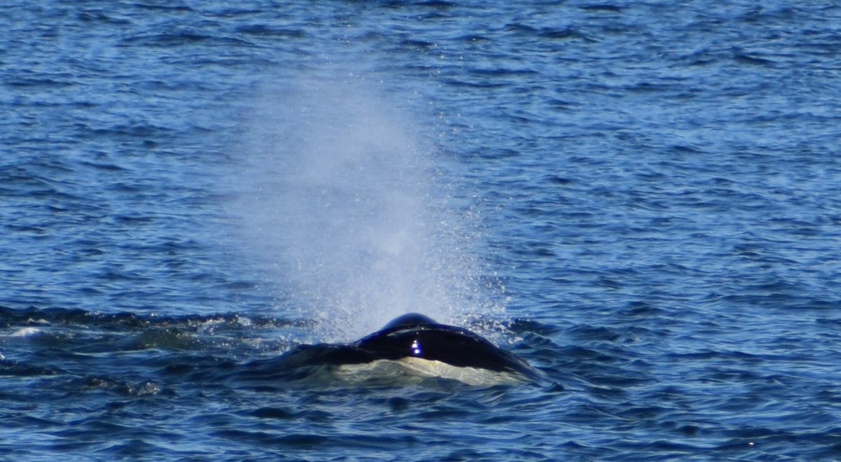 MysticCindi's tweet photo. My write in vote for county sheriff is the oldest matriarch of the SRKWs L25, Ocean Sun. I feel as an orca,  she will do the office justice,and will be tough on crime. The other two options were less than desirable. #vote #allvotesmatter #getoutthevote #WashingtonPrimary https://t.co/uxxCHnsPMv