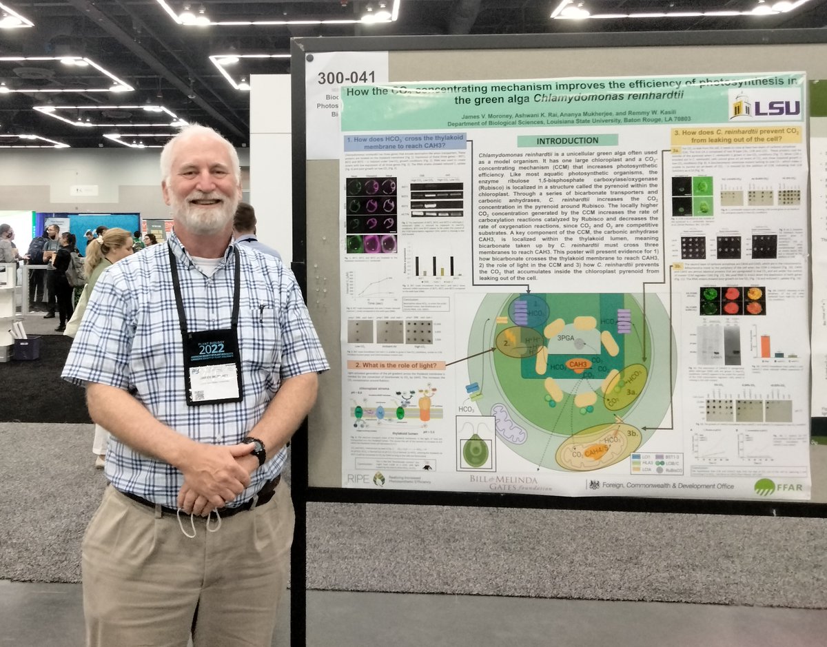 RIPEproject's tweet photo. We loved seeing all of the photos that our RIPE team members sent us of their posters/talks at the @ASPB #PlantBio22 conference in Portland, Oregon last week! Thanks for representing RIPE and your research!
#photosynthesis https://t.co/3fuolw4pWs