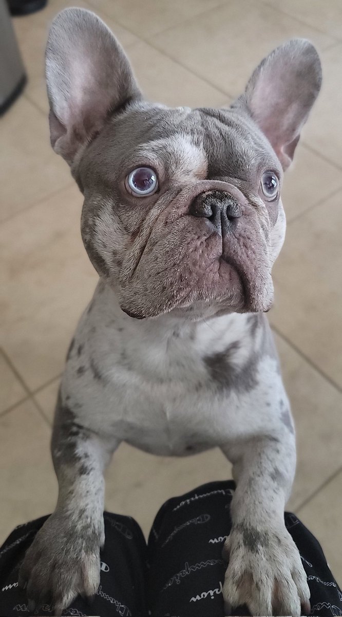brazosbailiff's tweet image. Is that food on the table? #Foodie #RodneyTheBrazosBailiff #FrenchieProblems #FrenchieLife