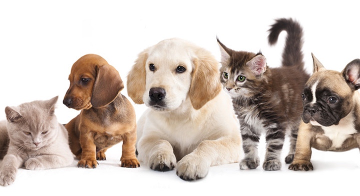 RedLionHomeCare's tweet image. Love #animals? We sure do! Did you know that older adults that own a #pet a more likely to live an active and healthy lifestyle? Not only will a pet keep you healthy, it will keep you happy as well because animals are a great stress reducer! 🐶🐱
#pets #animal #petlovers #seniors