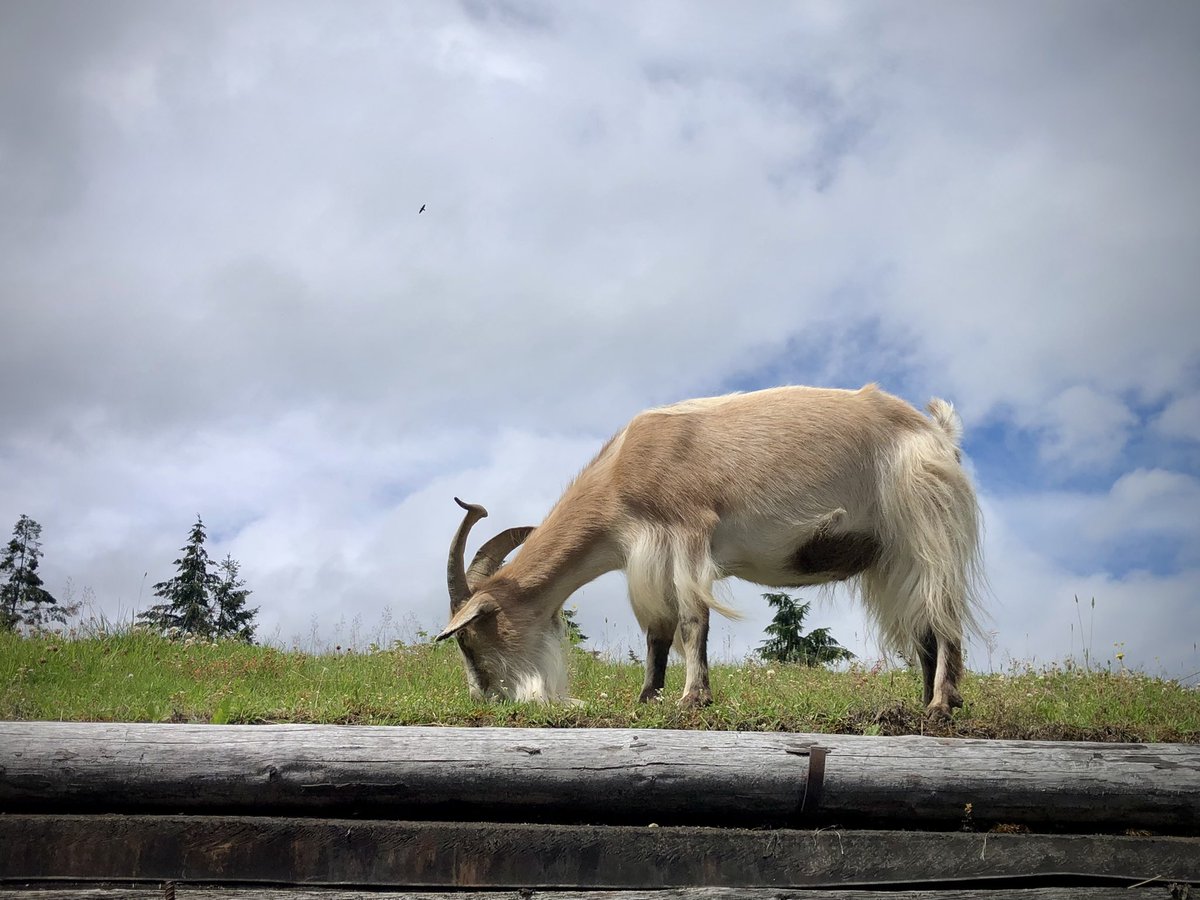 wetcoastlife's tweet image. Goats on a roof.

#GoExplore #GetOutside #ExploringBC