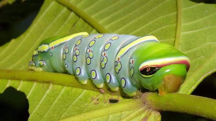 This Naprepa sp. caterpillar is found in Ecuador and has huge fake eyes on its body to scare off predators!

(Photo Andreas Kay)
