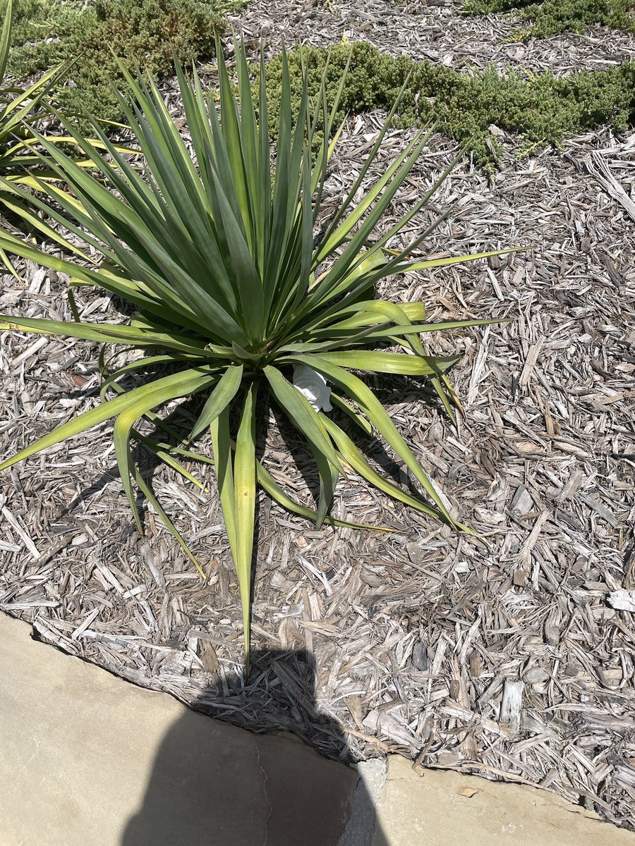 Lady_Pawz's tweet photo. Lil hiding pug! Go find them all@over Denton
 #powertothepug #TREASURE https://t.co/a1HRufWxqa