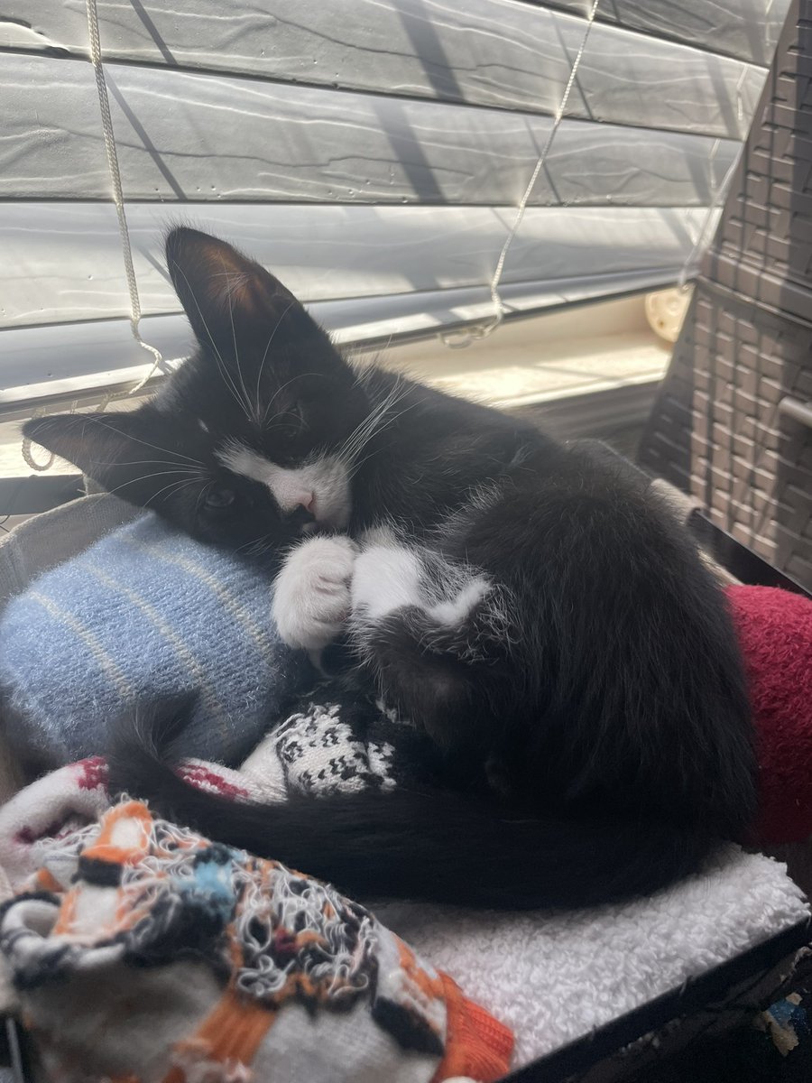 isabelmartin_ez's tweet photo. FREE KITTIES ‼️‼️ pls retweet. My sweet little babies need forever homes https://t.co/5cf0kWRhor