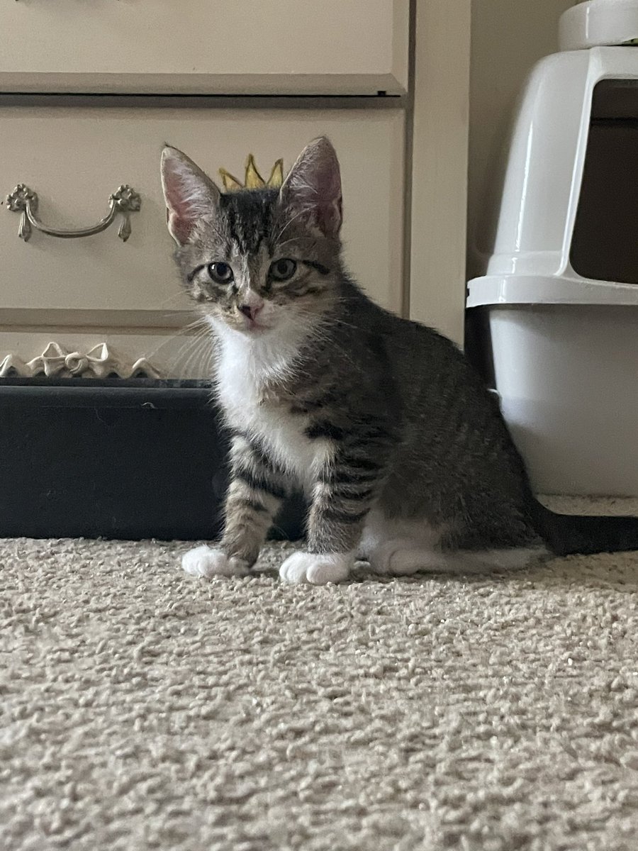 isabelmartin_ez's tweet photo. FREE KITTIES ‼️‼️ pls retweet. My sweet little babies need forever homes https://t.co/5cf0kWRhor