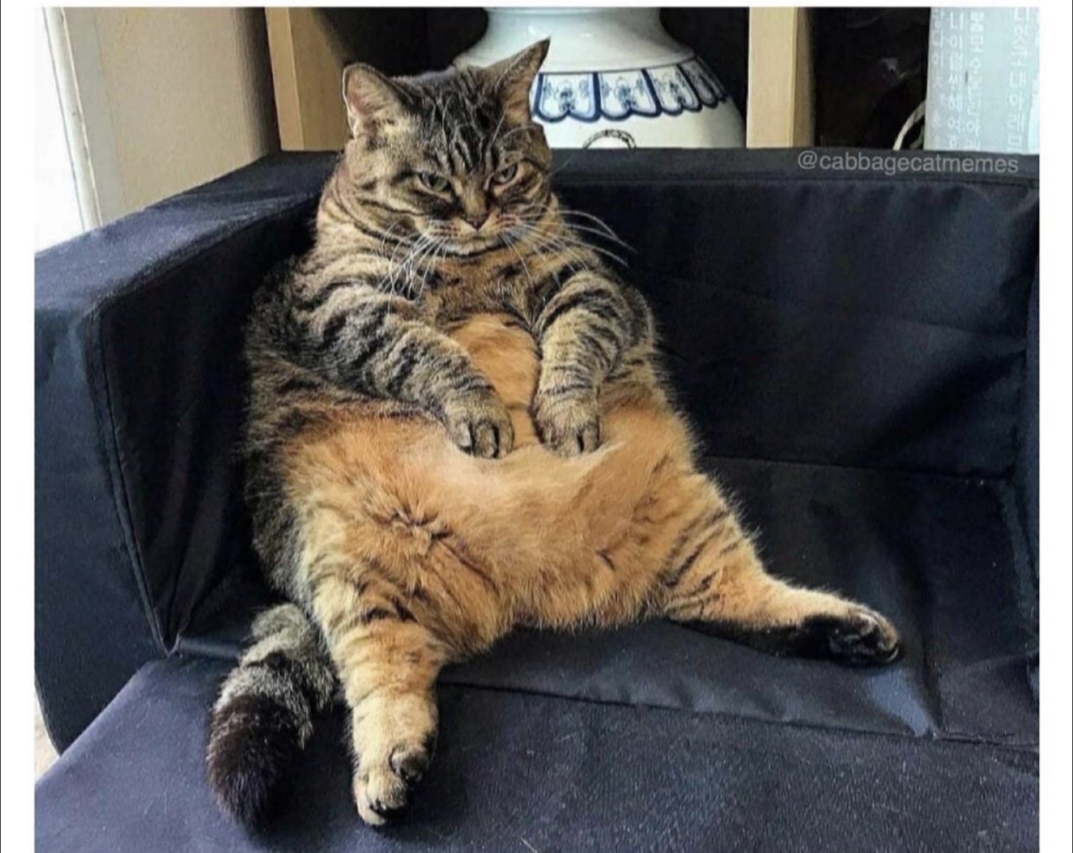 Толстый наглый кот