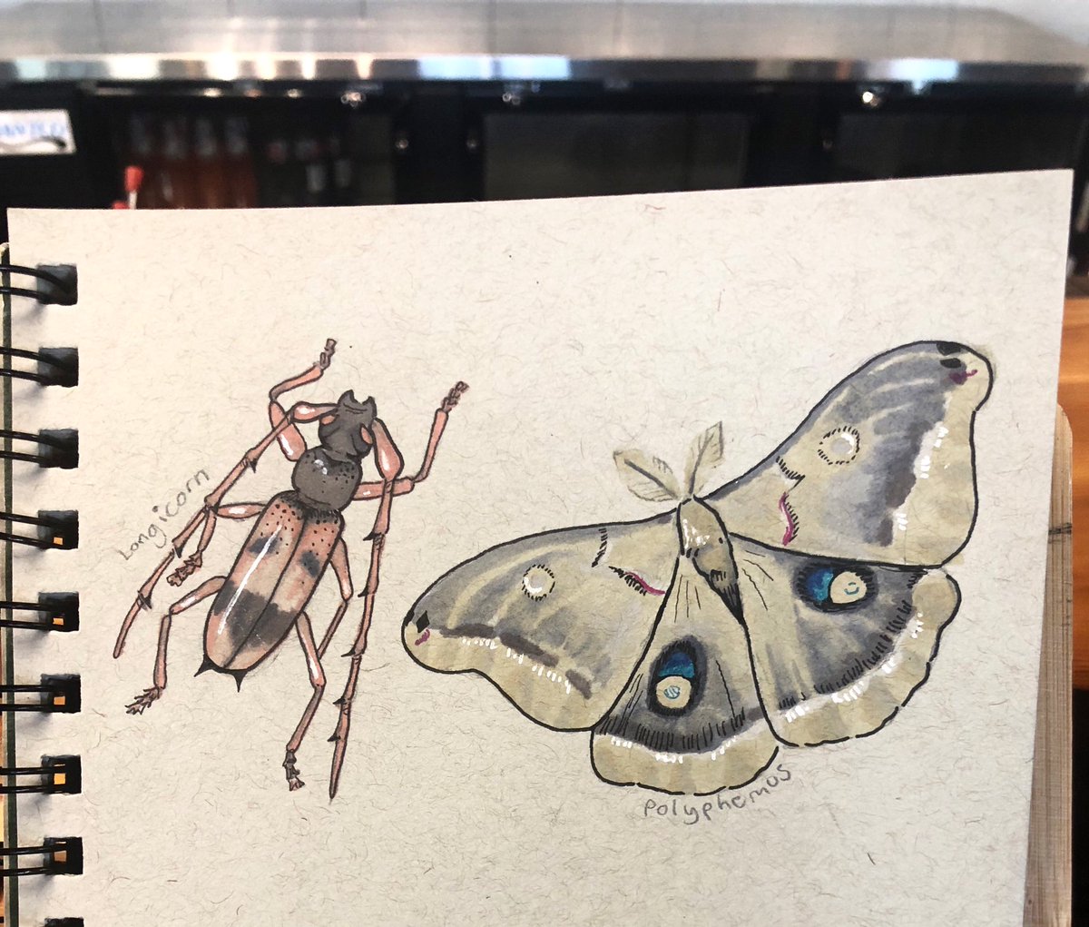 kjellagate's tweet photo. Some bugs for your morning #prismacolor #mixedmedia #art #artwork #bugs #insects #polyphemusmoth #polyphemus #Uruguay #longicorn #beetle #creatures #marker #prismamarker #wings #illustration #drawing #feather #legs #doodle #pracitce #study https://t.co/WiPHJjppOL