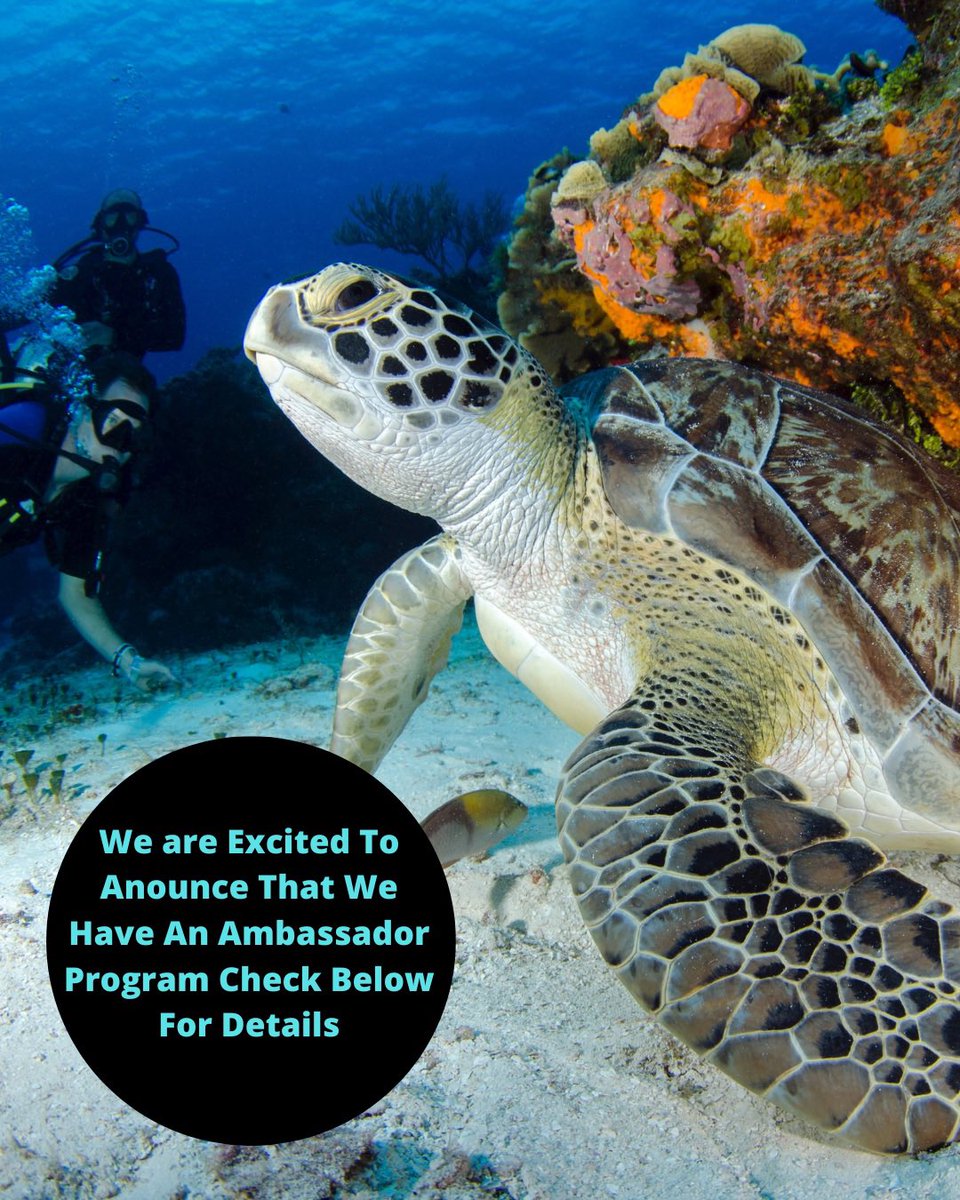 CollectionReef's tweet image. Come help us promote Coral Collection and saving the coral reefs and get rewarded for it! 

We need your help to make a difference check out more details on our website on the ambassador pg 👇

linktr.ee/Coralcollection

#NFTCommmunity #NFTProject #NFTcollections #MakeADifference