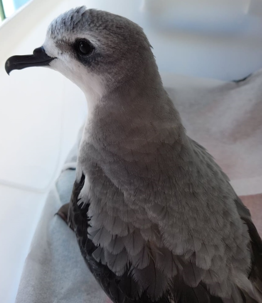 Cook's Petrel Bird of the Year tweet media