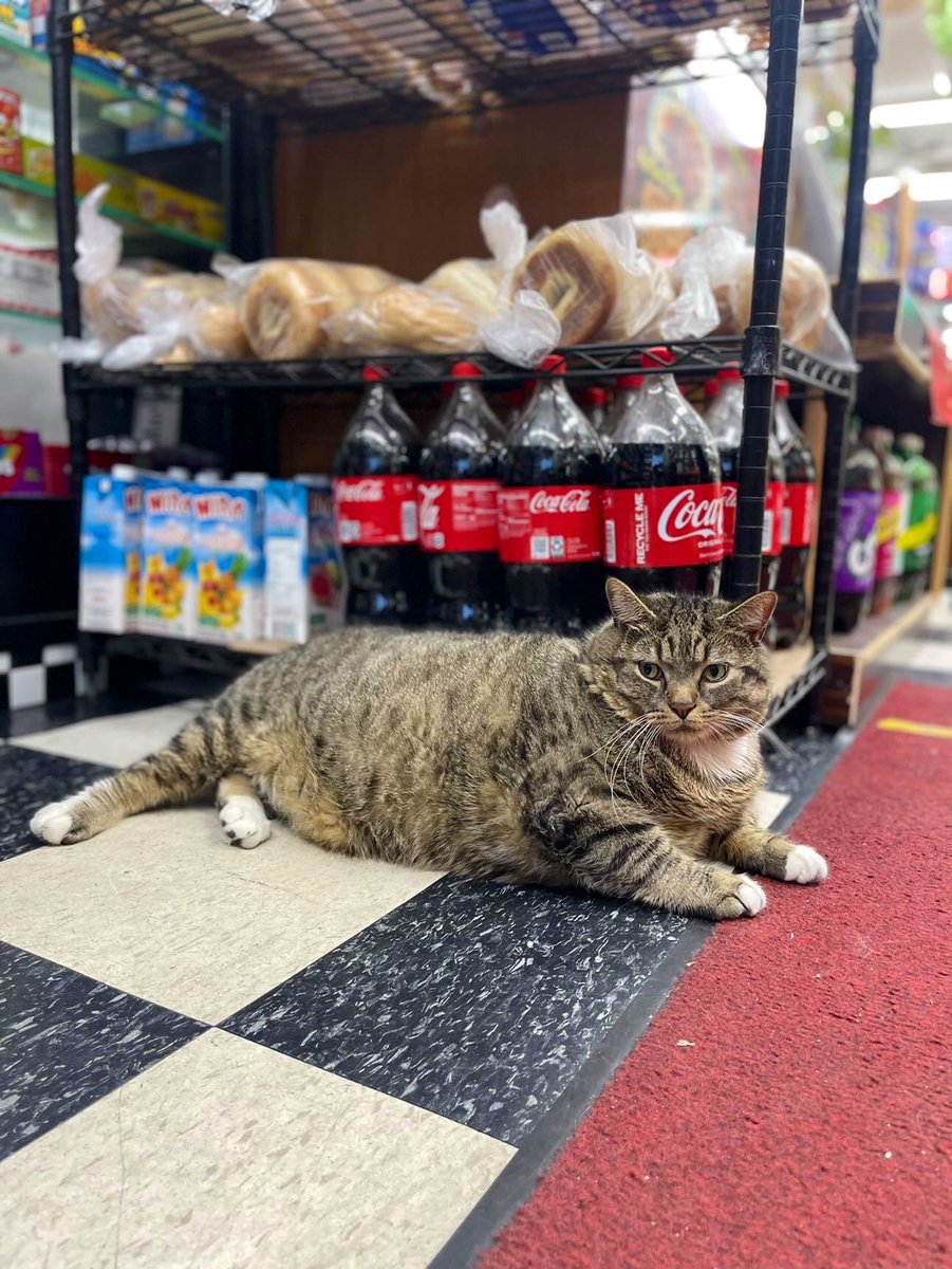 Bodegacats_'s tweet photo. https://t.co/A29Mu8jRRp