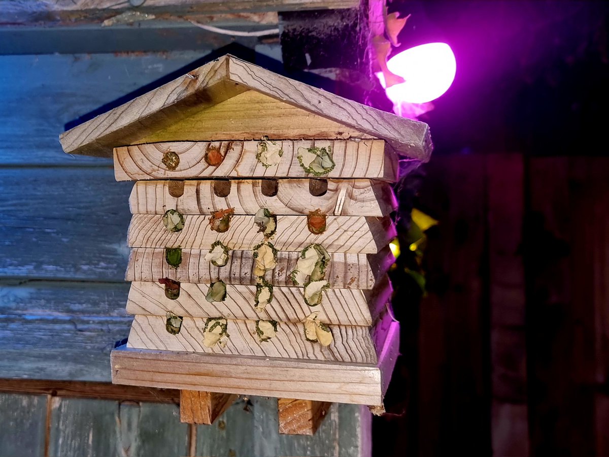 Good news from the garden this evening, the <a href="/wildlifeworlduk/">Wildlife World</a> bee hotel is almost full!