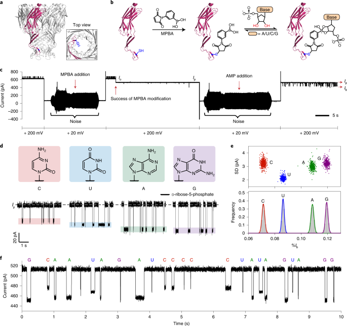 New content online: Identification of nucleoside monophosphates and their epigenetic modifications using an engineered nanopore dlvr.it/SV698g