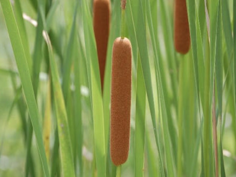 竹林院 伊三入道 信州上田おもてなし武将隊 おはようございまする 7月19日 今日の誕生花はガマです 大切な人ほど 素直 花言葉 になれない時があります 意地を張ったり ムカついた振りをしてみたり されど 本当の姿を見せても 大切な人は 竹林院 伊三入道 信州上田おもてなし武将隊 おはようございまする 7月19日 今日の誕生花はガマです 大切な人ほど 素直 花言葉 になれない時があります 意地を張ったり ムカついた振りをしてみたり されど 本当の姿を見せても 大切な人は