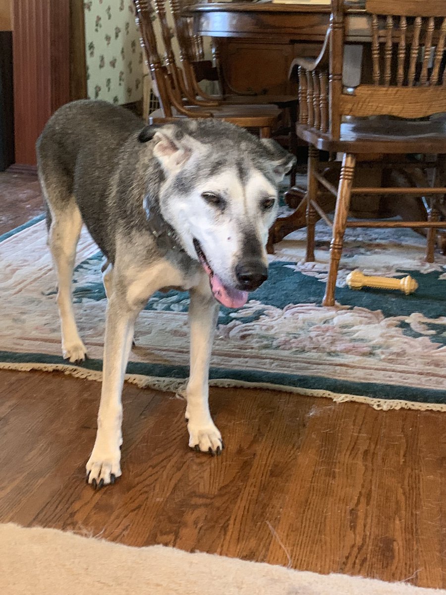 I Rosa am sorry to report that my big brother Jazz is now pawtrolling over the Rainbow Bridge. We will miss him and keep him forever in our hearts. #ZSHQ