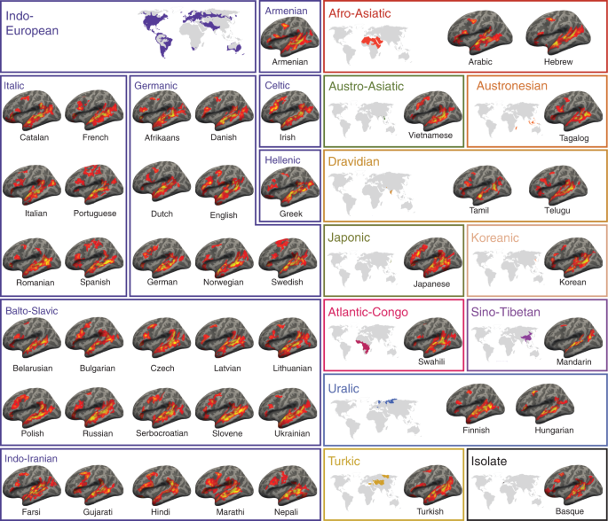 CogSciSoc's tweet photo. An investigation across 45 languages and 12 language families reveals a universal language network https://t.co/gVhUGshGRX v/ @NatureNews https://t.co/Fzk9OqVqlz