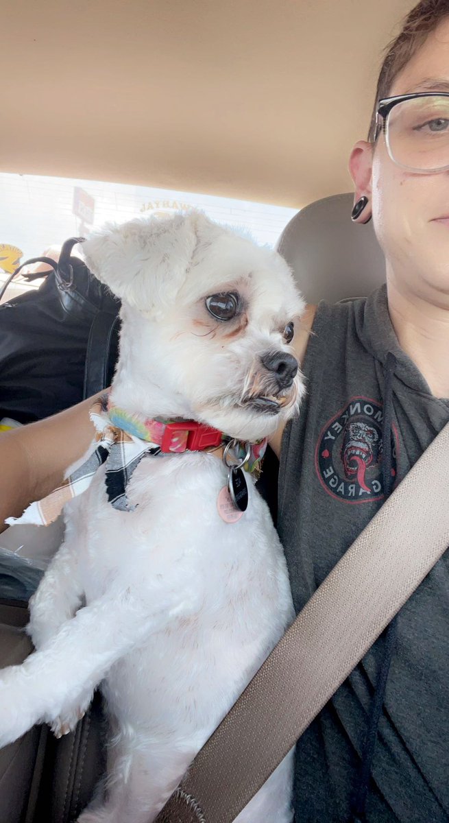 bonkrzz1018's tweet photo. Today is #MrAce gotcha day! #DogsofTwittter https://t.co/EYXefSFcDY
