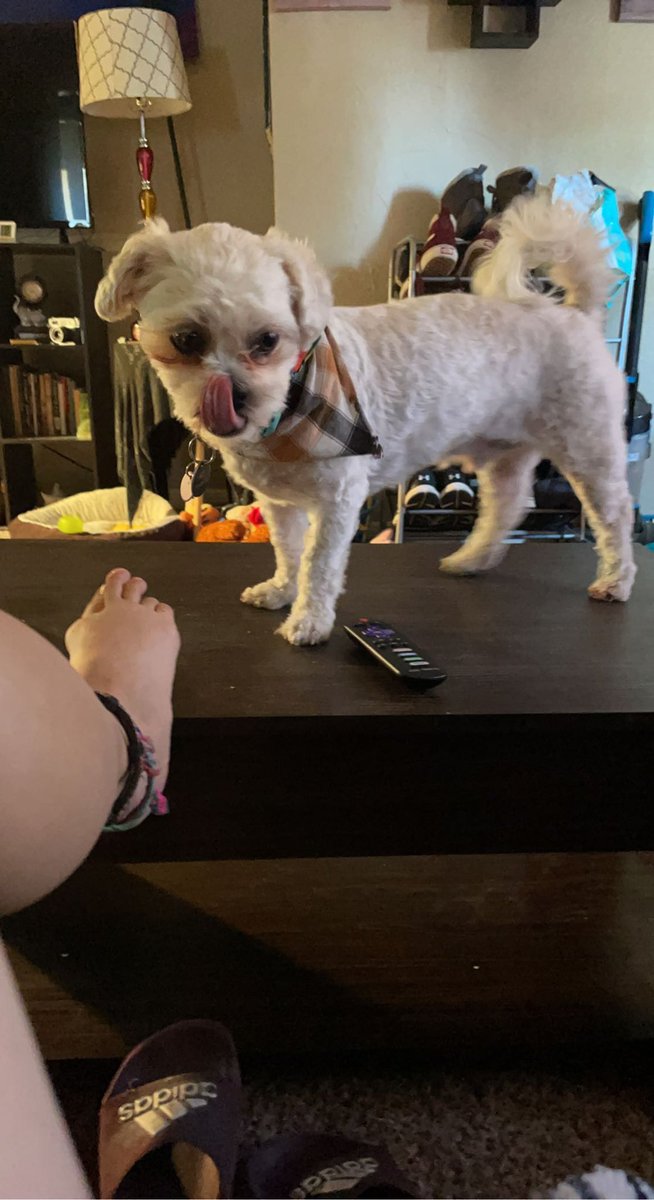 bonkrzz1018's tweet photo. Today is #MrAce gotcha day! #DogsofTwittter https://t.co/EYXefSFcDY