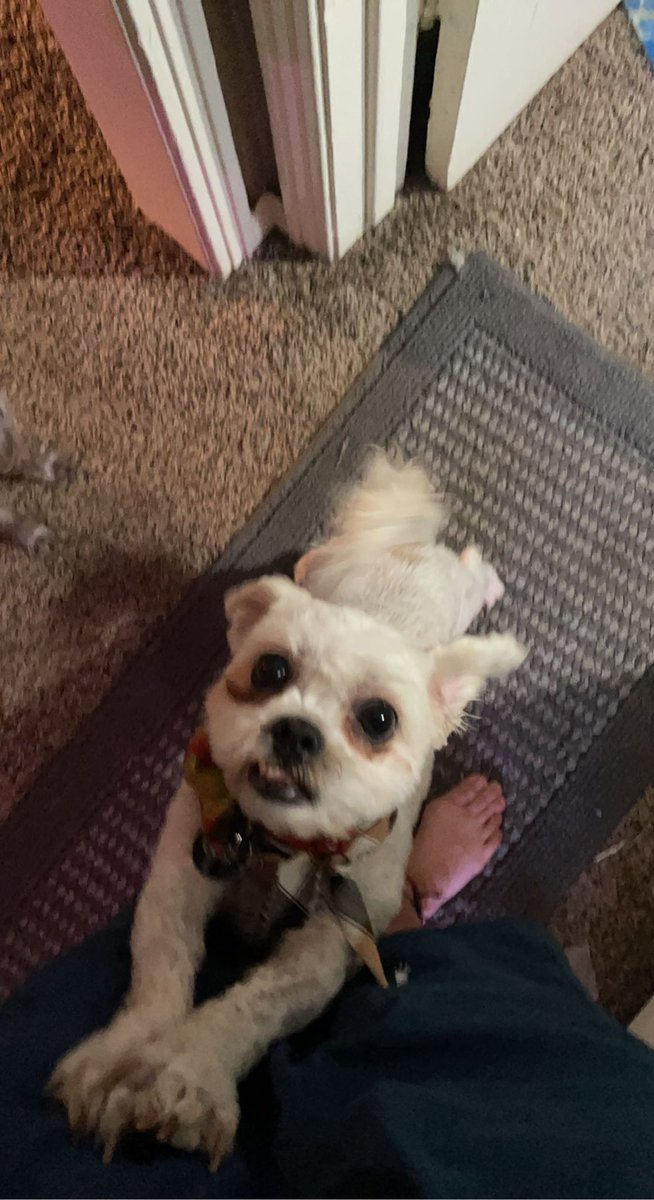 bonkrzz1018's tweet photo. Today is #MrAce gotcha day! #DogsofTwittter https://t.co/EYXefSFcDY
