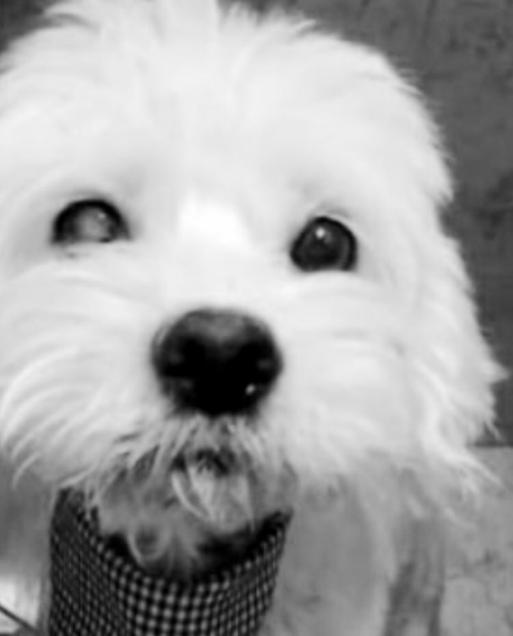 Friends,I'm sorry for being missing this past week,I've been very sad and depressed about Duke death😭💔I'm sorry I didn't help him enough to have a better life,unfortunately the operation was very hard for him and he couldn't recover very well,rest in peace my beautiful angel 🕊