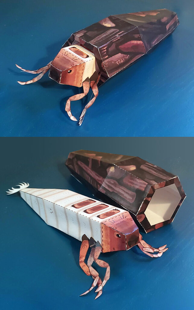 Print and build a papercraft caddisfly!! You can make a stick case, a stone case, or design the case of your 💫🌠dreeeams🌠💫 #bugs #trichoptera
taajatucker.com/coloringsheets/