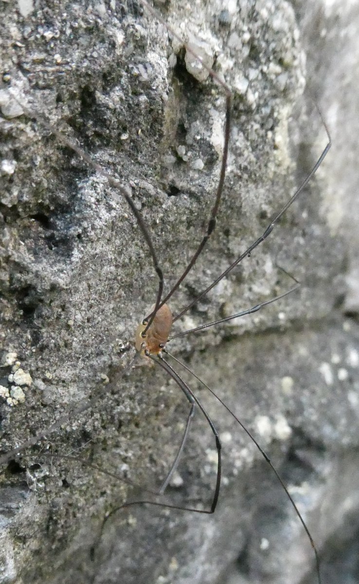 MartinLavelle19's tweet photo. A #Harvestman in #Plymouth garden today. Think #Leiobunum genus as quite plain. Don't know if right or if the photos allow any more specific statement. #NotASpider #Opiliones https://t.co/DDCZQ05v2f