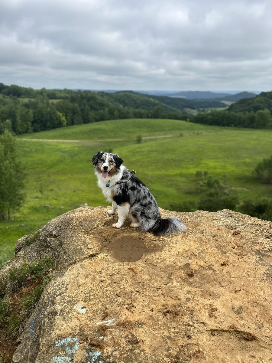 Today was a great first day as the new State Director of Minnesota with the @HumaneSociety! To celebrate, here’s a picture of my dog looking majestic