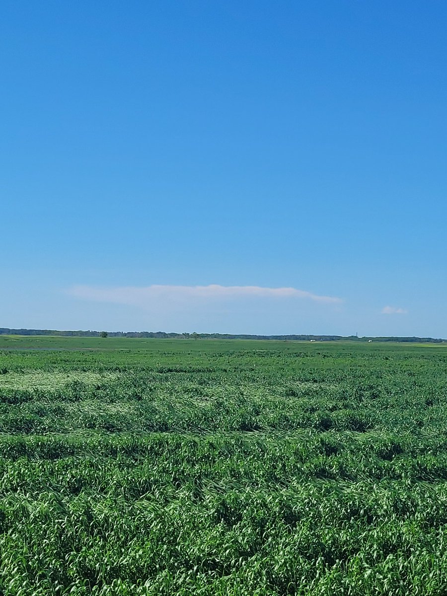 Looking for a spray plane or helicopter to knock out some fungicide acres in southeast sask. I've got roughly 2000ac but I know I could get more work lined up. If any one knows of someone please contact me. 306 577-9881