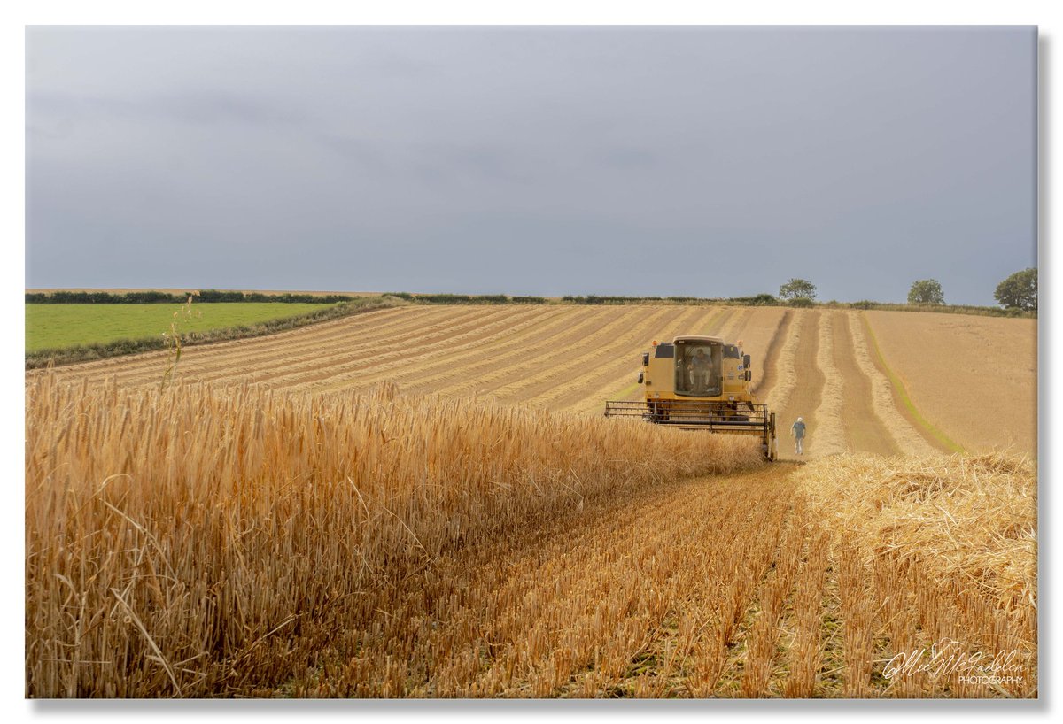 olliemcfadden26's tweet photo. The McErlane family flat out today cutting the barley #killea #donegal @barrabest @WeatherAisling @WeatherCee @angie_weather @Louise_utv @lindahughesmet @Ailser99 @highlandradio https://t.co/nEftaTaIoZ