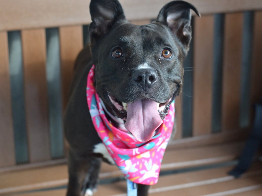 Luna💘😍
#NYCACC #136139
TBK 7/19
$445 in #Pledges
m.facebook.com/media/set/?set…
"Luna is a beautiful &amp; Sweet soul who has so much love to give"
February Intake, 4 months at ACC foster, who adored her. Still she waits. 
#Adopt 
Confused by toys, her life hasn't been easy. Quick study