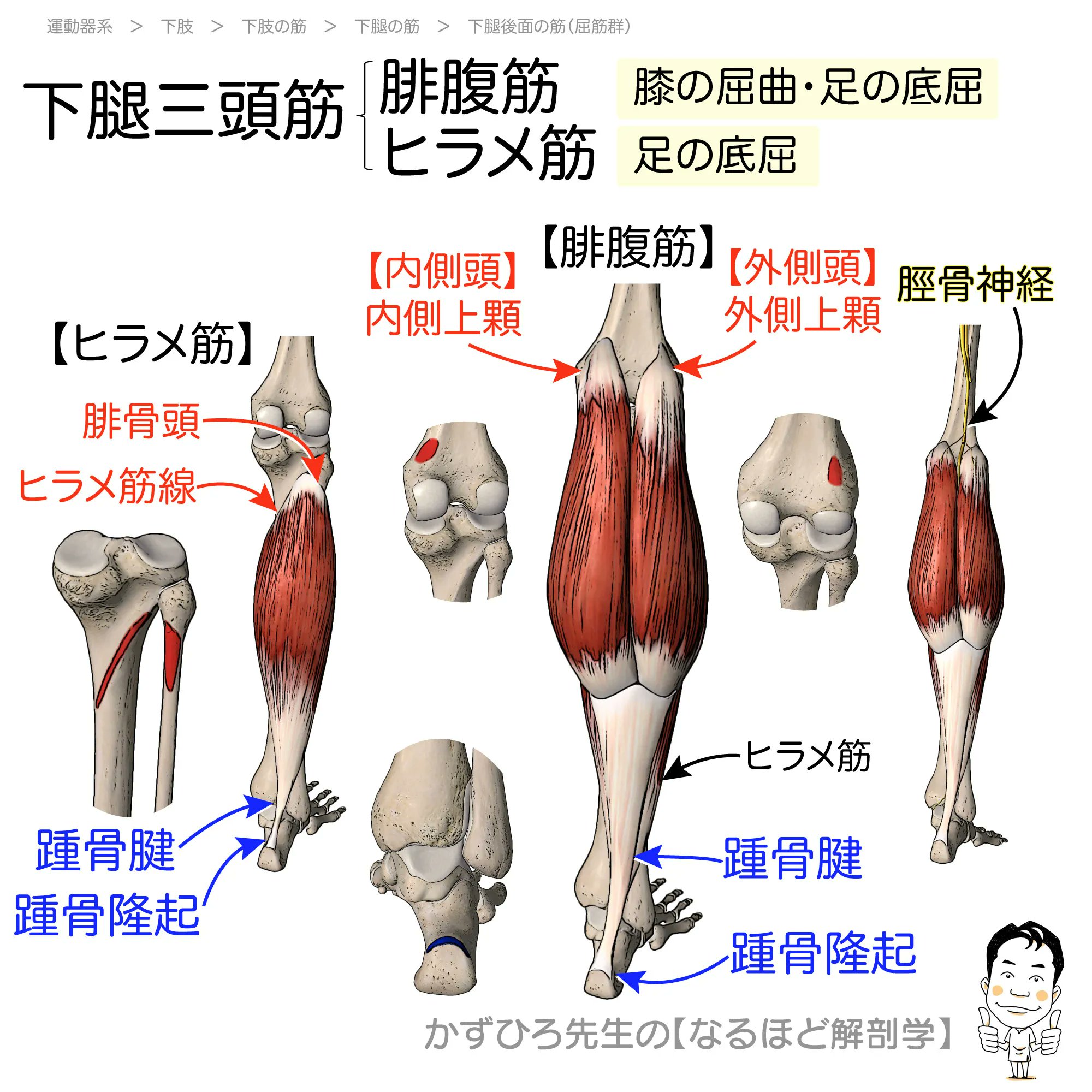 黒澤一弘（かずひろ）解剖学IT教育・指圧師・ラダック on X