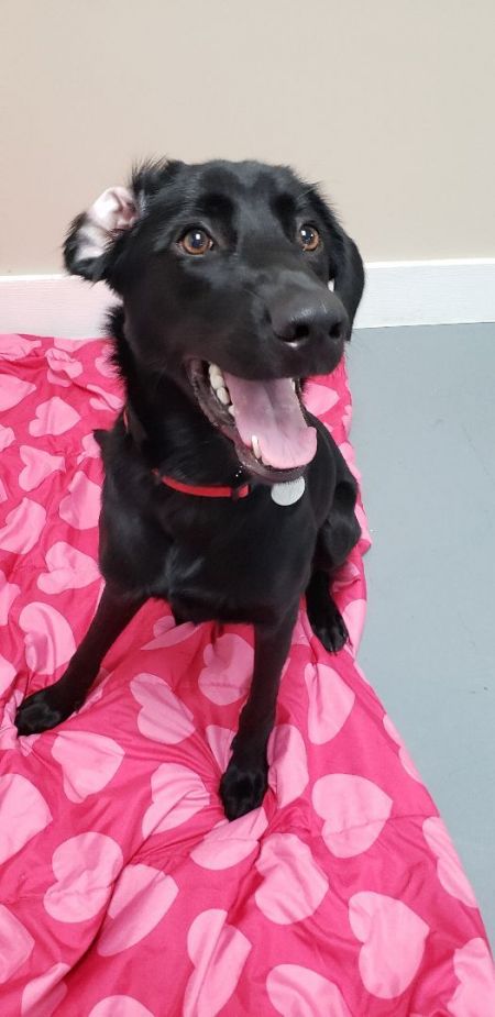 Lucy is a smart maiden, who can be found near Hawk Point, MO! Lucy is a Labrador Retriever mix, who enjoys sightseeing, even if unable to see particularly far. #LabradorRetriever #mixedbreed #mutt #dogsoftwitter #rescue #adopt #dog #HawkPoint #Missouri #MO petfinder.com/dog/lucy-56371…