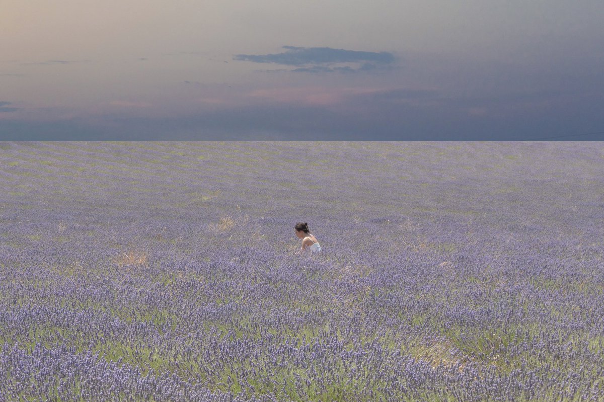 samanthacavet's tweet photo. Lavender days https://t.co/SKxUNU0J4Z