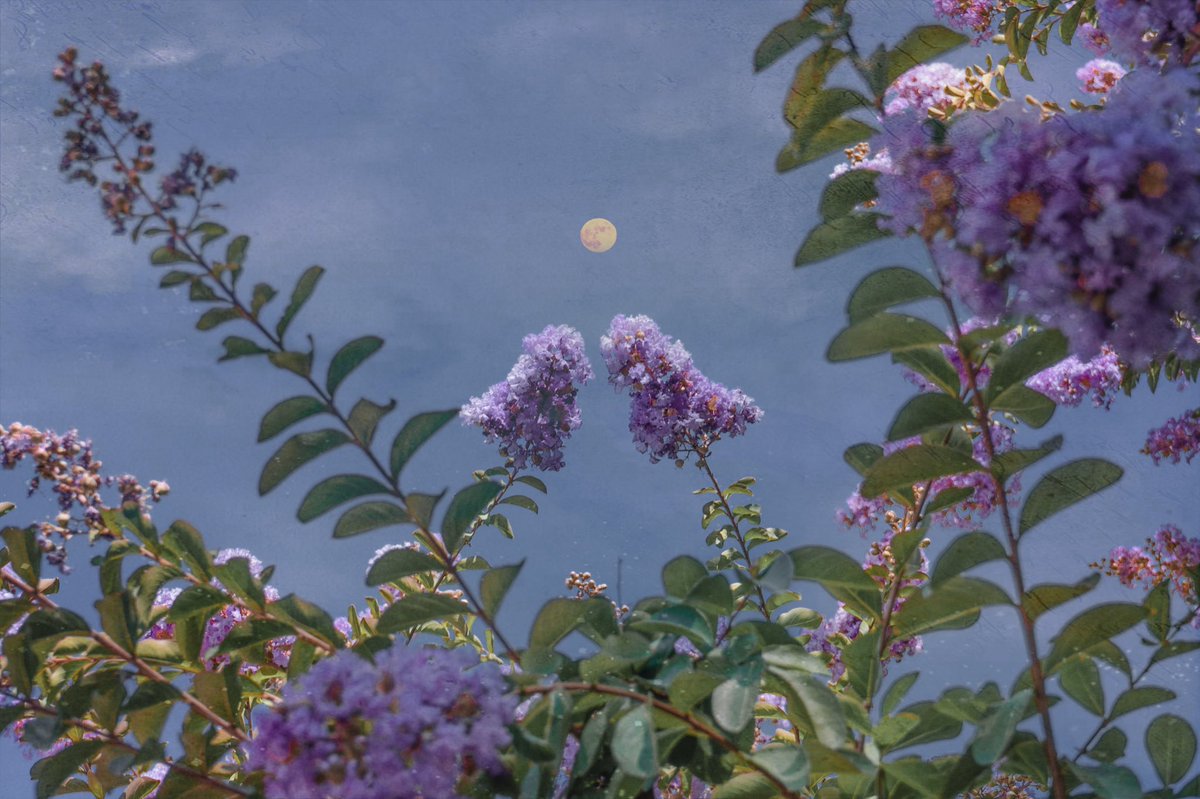 samanthacavet's tweet photo. Lavender days https://t.co/SKxUNU0J4Z