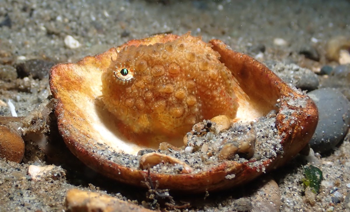 Nature's cutest suction cup 👑 This pokey orb is one of around 30 marine fishes with modified pelvic fins that act together to help them stick to objects in their environment. All new episode! 🐟 fws.gov/fish-of-the-we… #AllTheFish

Pacific Spiny Lumpsucker. 📷 Sara Thiebaud