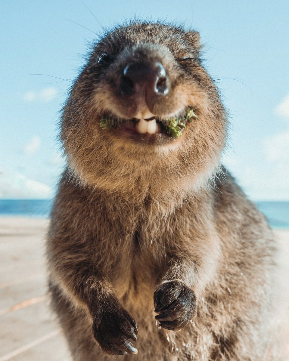 GM from Rotto! @RottnestIsland @WestAustralia #quokka