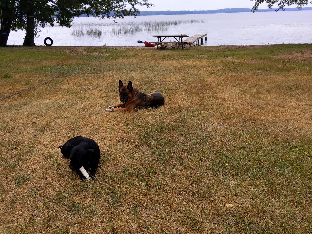 CatandLarry's tweet photo. Taking a break from hunting chipmunks! The chipmunk is safe for now!
#Havana #GSD #GermanShepherd #Douggie #DouggieandHavana #BestFriends #CottageLife #BytheLake #DogsLife https://t.co/kE8EVLhl46