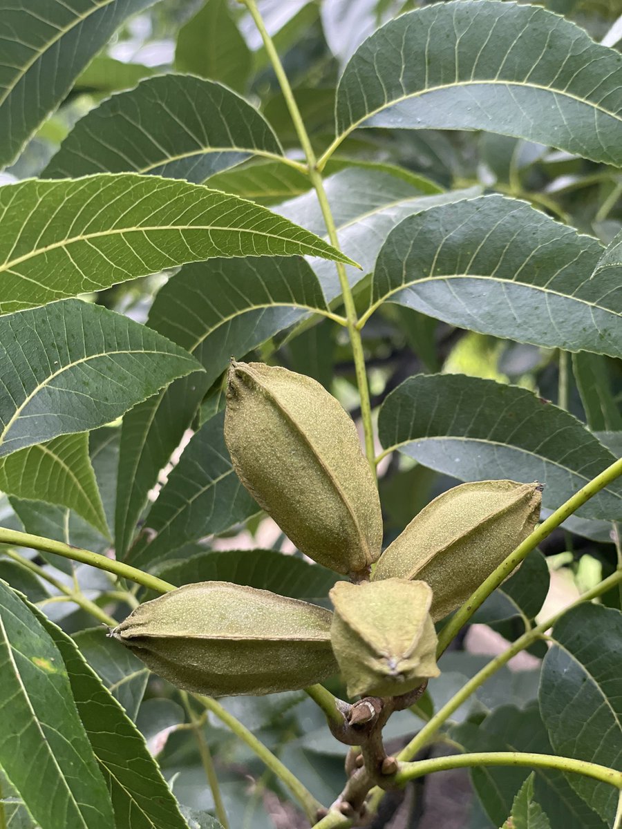 AgTechMatt's tweet photo. Won’t be too much longer! Praying for a good year. #eatmorepecans #pecans22 https://t.co/DQMJdkuFax