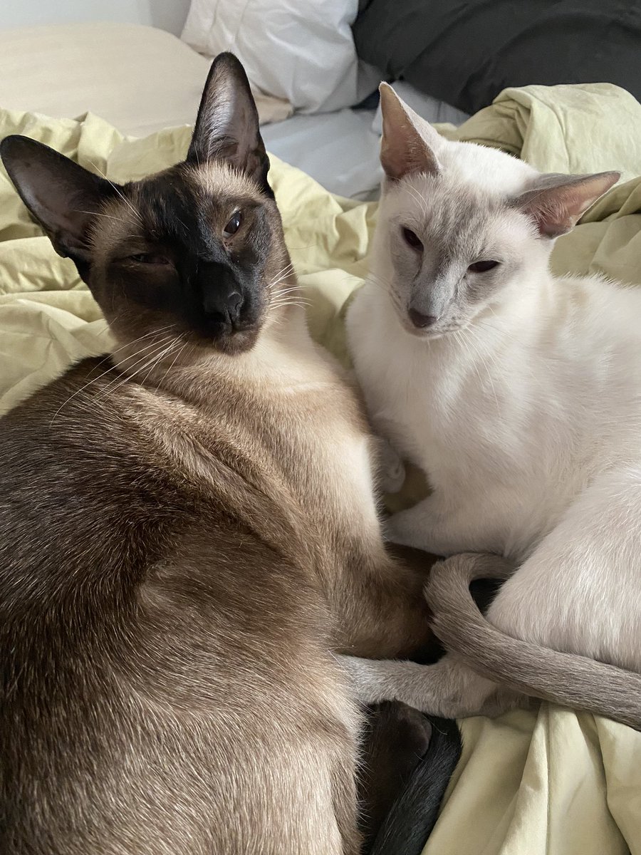 The Saturday crew 😼