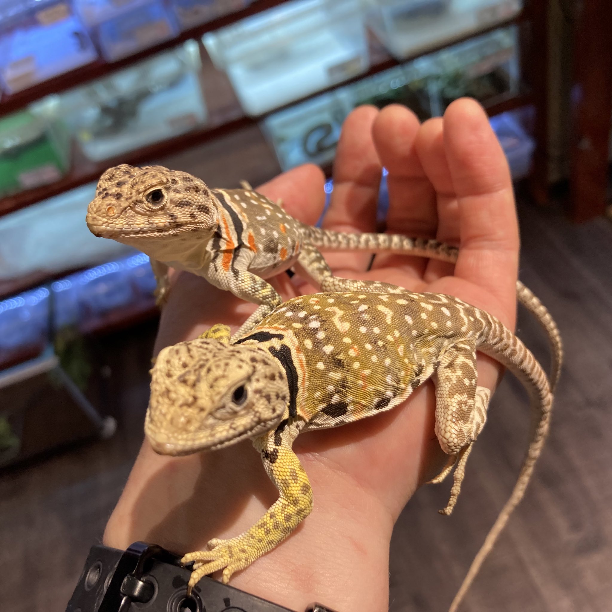 تويتر Okahako オカハコ 爬虫類ショップ 大阪門真 大和田駅徒歩2分 على تويتر はじめまして かわいいなきみたち これだけコオロギ追いかけてくれてたら フードもいけそうです トウブクビワトカゲ クビワトカゲ T Co F3raum06ox