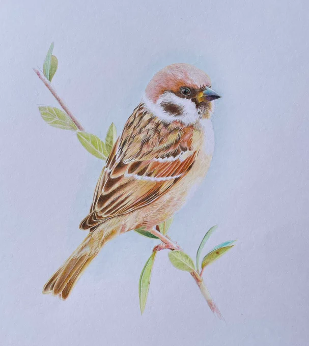 すずめ、色鉛筆画 トンボ色辞典、三菱ユニカラー #模写 #色鉛筆画